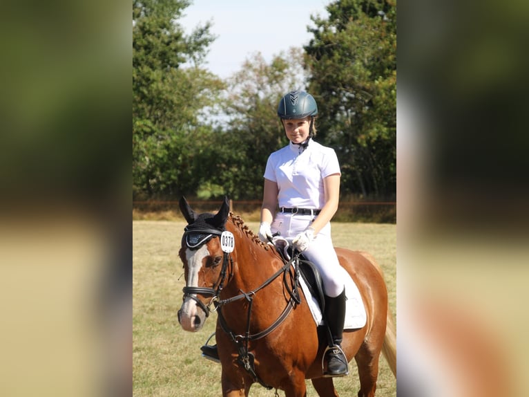 Deutsches Reitpony Wallach 20 Jahre 146 cm Fuchs in Husum