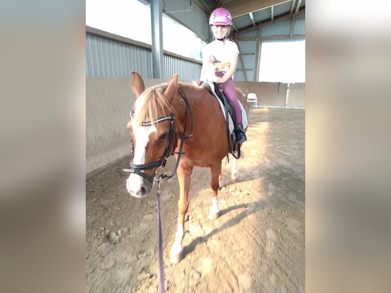Deutsches Reitpony Wallach 20 Jahre 146 cm Fuchs in Husum