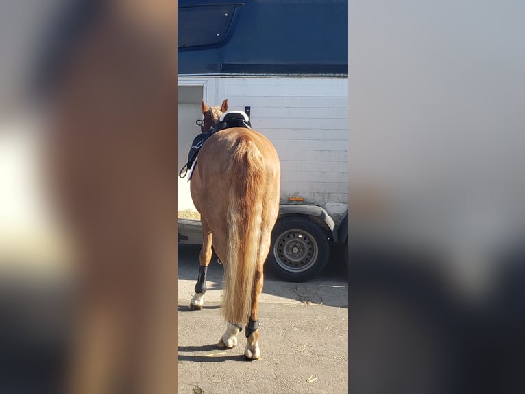 Deutsches Reitpony Wallach 20 Jahre 146 cm Fuchs in Husum