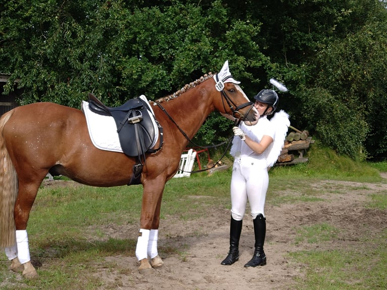 Deutsches Reitpony Wallach 20 Jahre 146 cm Fuchs in Husum