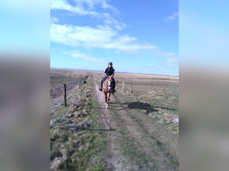 Deutsches Reitpony Wallach 20 Jahre 146 cm Fuchs in Husum