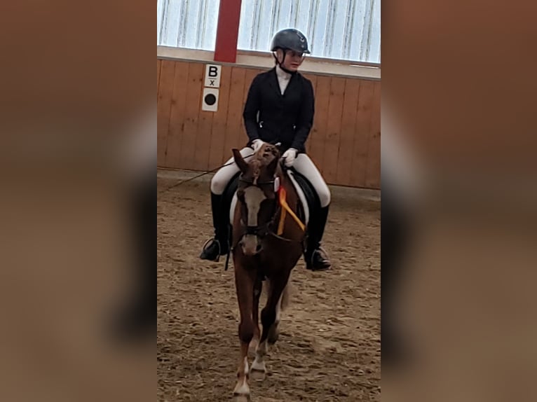 Deutsches Reitpony Wallach 20 Jahre 146 cm Fuchs in Husum