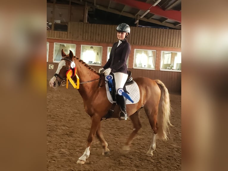 Deutsches Reitpony Wallach 20 Jahre 146 cm Fuchs in Husum