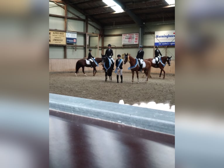 Deutsches Reitpony Wallach 20 Jahre 146 cm Fuchs in Husum