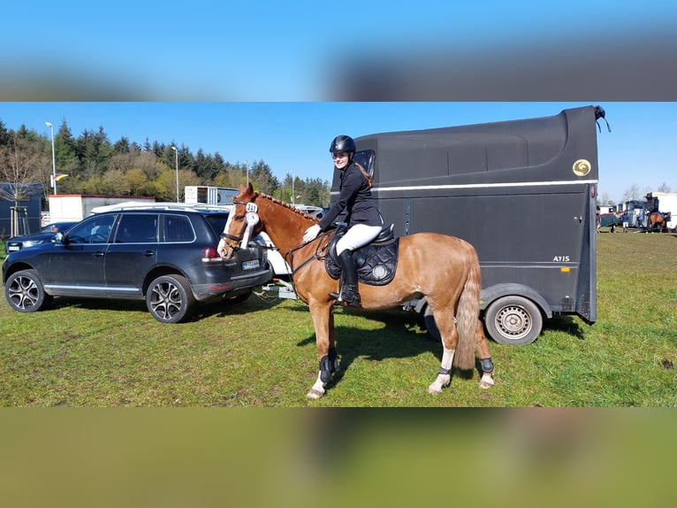 Deutsches Reitpony Wallach 20 Jahre 146 cm Fuchs in Husum