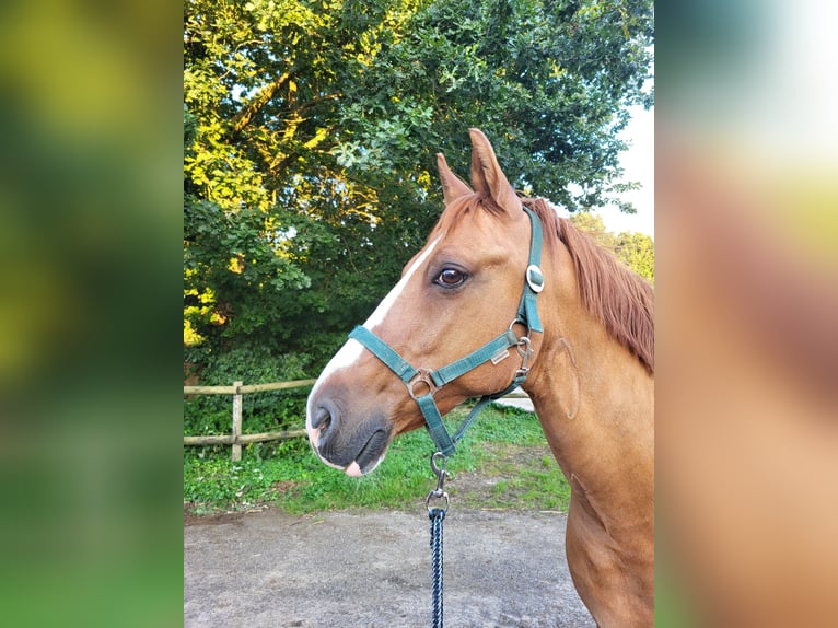Deutsches Reitpony Wallach 20 Jahre 147 cm Fuchs in Kempen