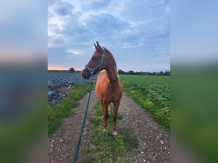 Deutsches Reitpony Wallach 20 Jahre 147 cm Fuchs in Kempen