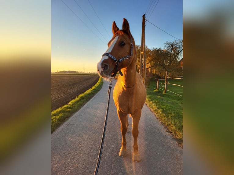 Deutsches Reitpony Wallach 20 Jahre 147 cm Fuchs in Kempen