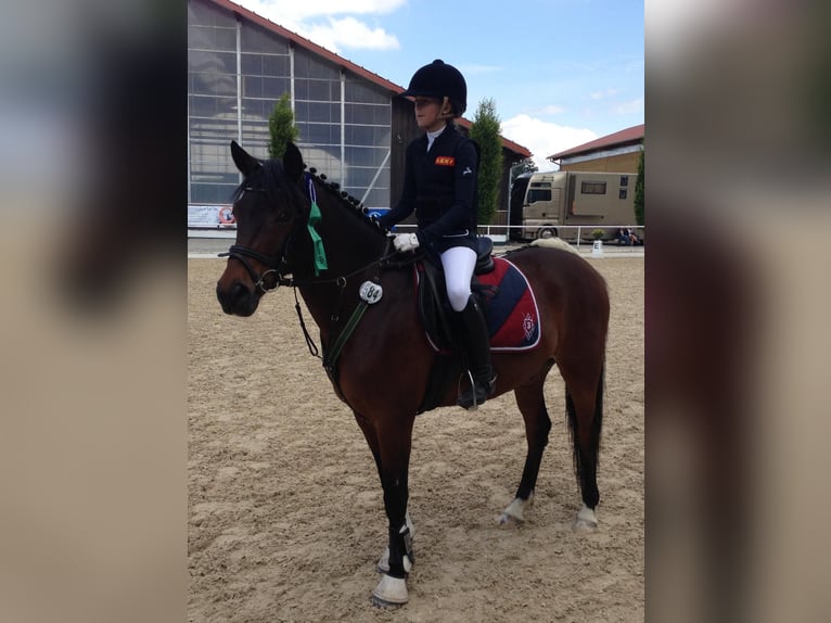 Deutsches Reitpony Wallach 20 Jahre 148 cm Brauner in Sauerlach