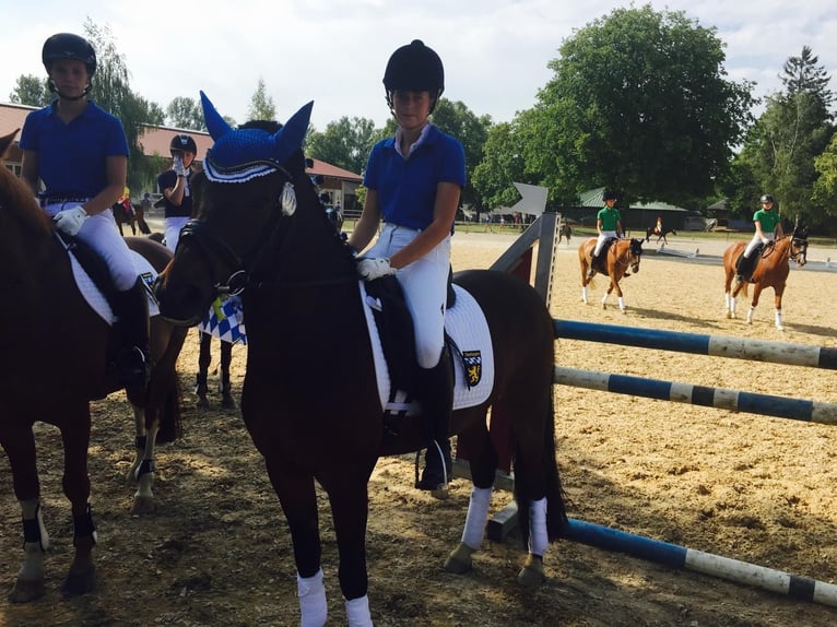 Deutsches Reitpony Wallach 20 Jahre 148 cm Brauner in Sauerlach