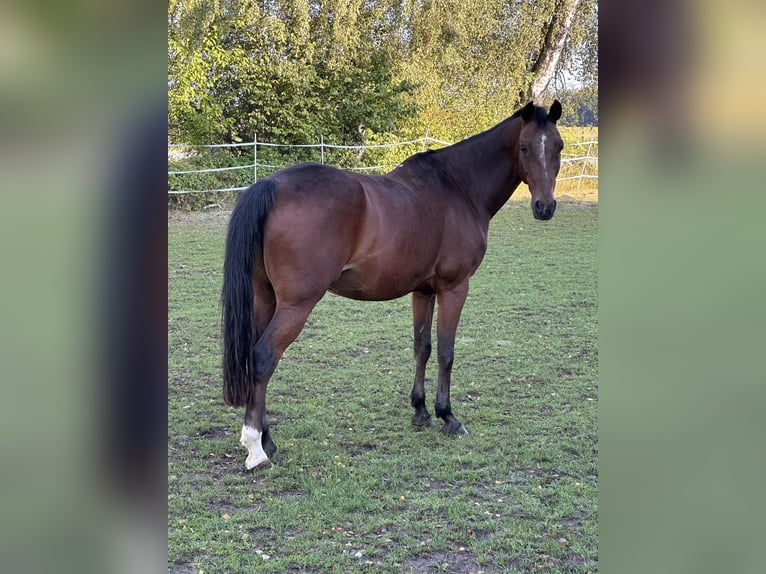Deutsches Reitpony Wallach 20 Jahre 148 cm Dunkelbrauner in Markt Schwaben