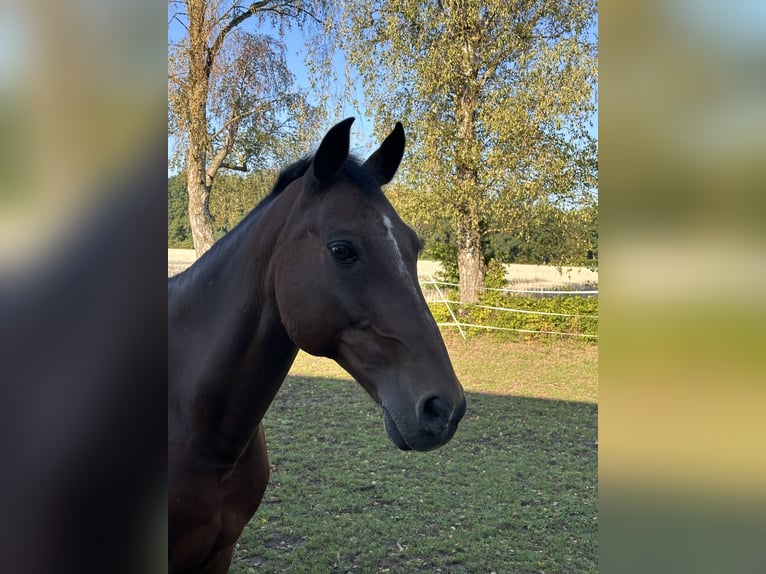 Deutsches Reitpony Wallach 20 Jahre 148 cm Dunkelbrauner in Markt Schwaben