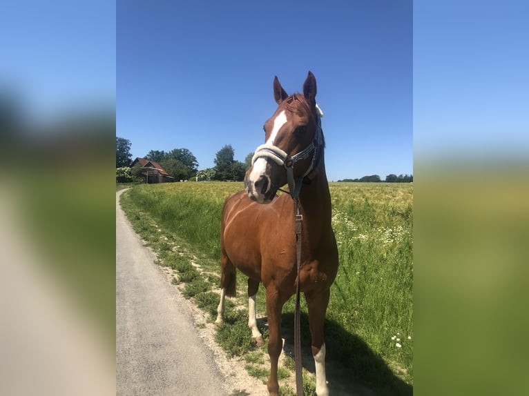 Deutsches Reitpony Wallach 20 Jahre 148 cm Fuchs in Rahden
