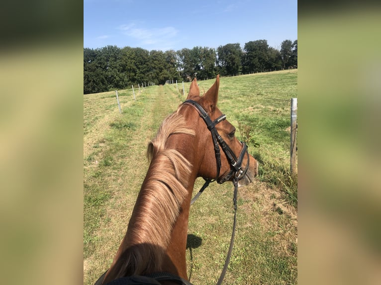 Deutsches Reitpony Wallach 20 Jahre 148 cm Fuchs in Rahden