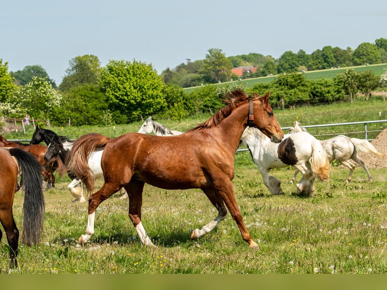Deutsches Reitpony Wallach 20 Jahre 148 cm Fuchs in Rahden