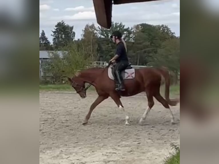 Deutsches Reitpony Wallach 20 Jahre 148 cm Fuchs in Rahden