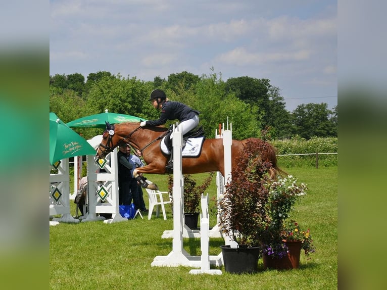 Deutsches Reitpony Wallach 20 Jahre 148 cm Fuchs in Rahden