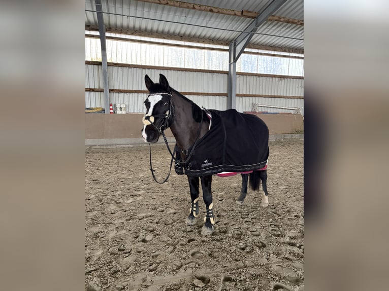 Deutsches Reitpony Wallach 20 Jahre 153 cm Rappe in Sehnde