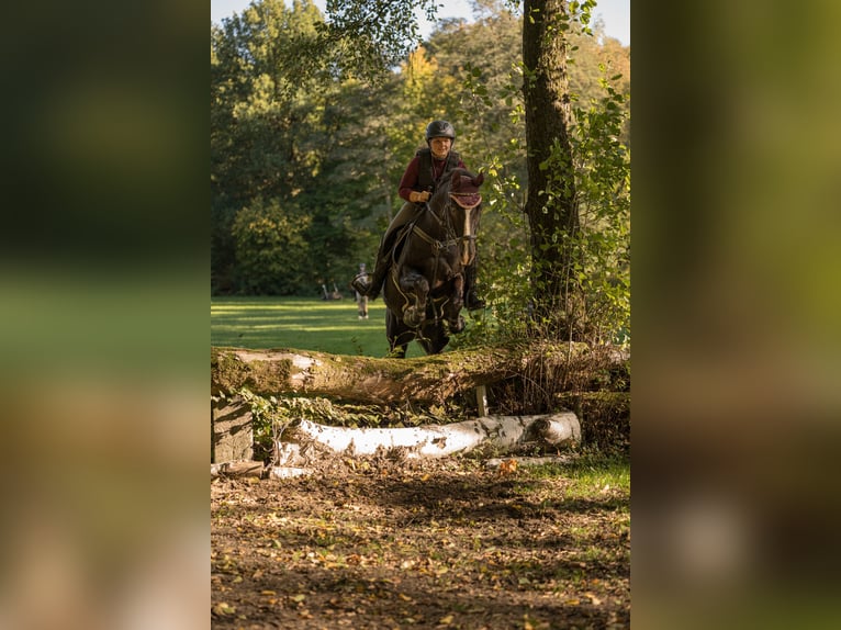 Deutsches Reitpony Wallach 20 Jahre 153 cm Rappe in Sehnde