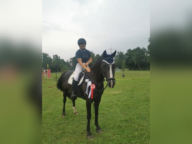 Deutsches Reitpony Wallach 20 Jahre 153 cm Rappe in Sehnde