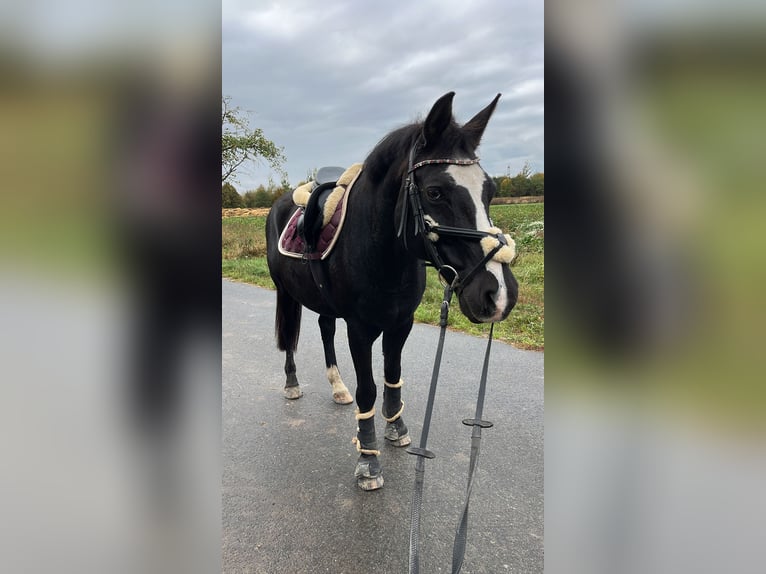 Deutsches Reitpony Wallach 20 Jahre 153 cm Rappe in Sehnde