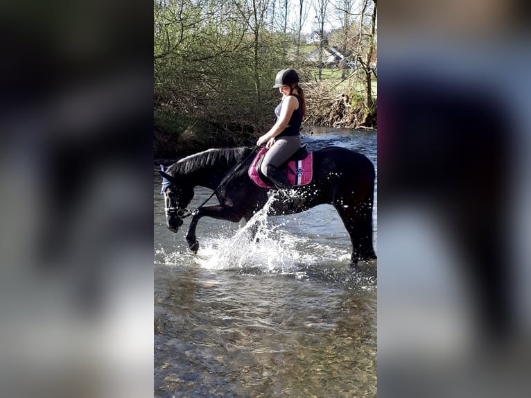 Deutsches Reitpony Wallach 20 Jahre 153 cm Rappe in Sehnde