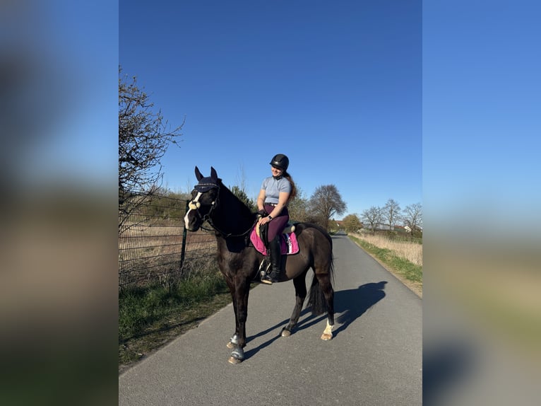 Deutsches Reitpony Wallach 20 Jahre 153 cm Rappe in Sehnde