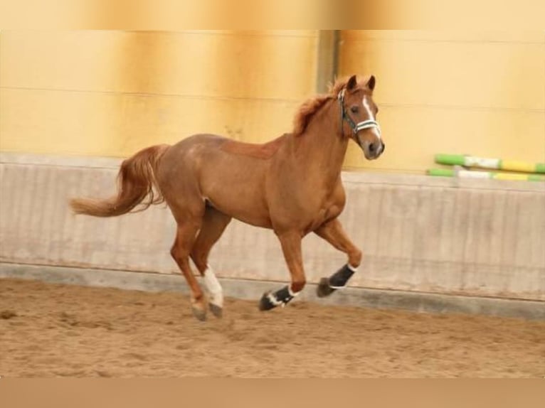 Deutsches Reitpony Wallach 20 Jahre 154 cm Fuchs in Reilingen