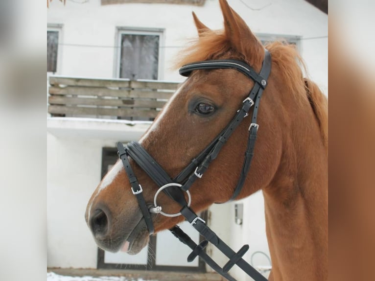 Deutsches Reitpony Wallach 20 Jahre 154 cm Fuchs in Reilingen