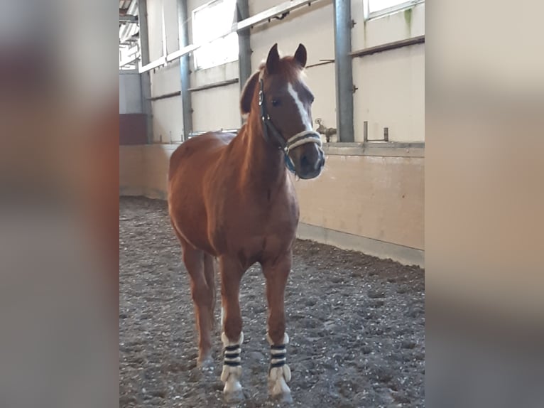 Deutsches Reitpony Wallach 20 Jahre 154 cm Fuchs in Reilingen