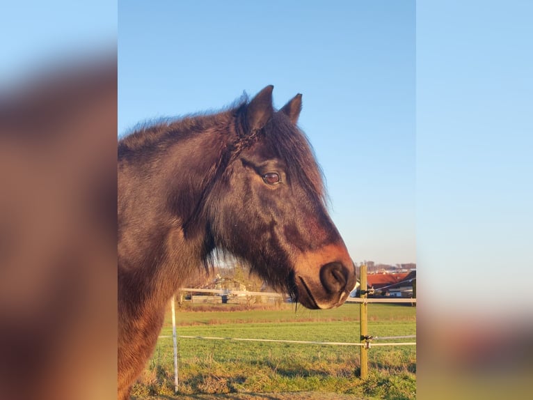 Deutsches Reitpony Mix Wallach 21 Jahre 136 cm Dunkelbrauner in Stadtallendorf