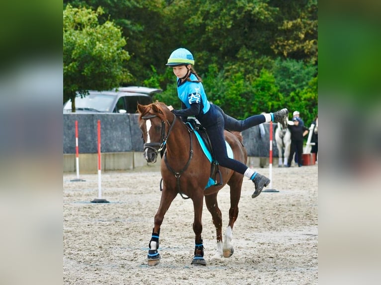 Deutsches Reitpony Wallach 21 Jahre 140 cm Fuchs in Bätterkinden