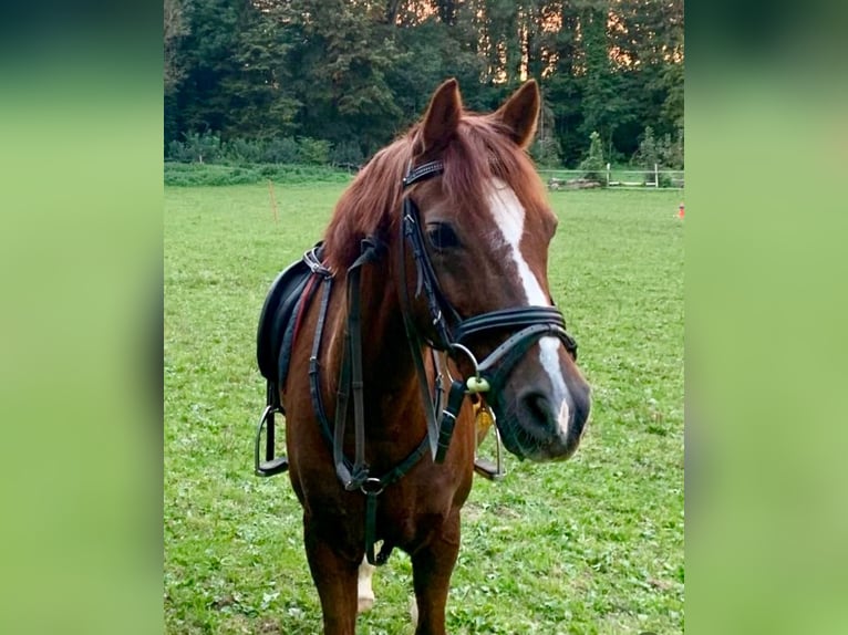Deutsches Reitpony Wallach 21 Jahre 140 cm Fuchs in Bätterkinden