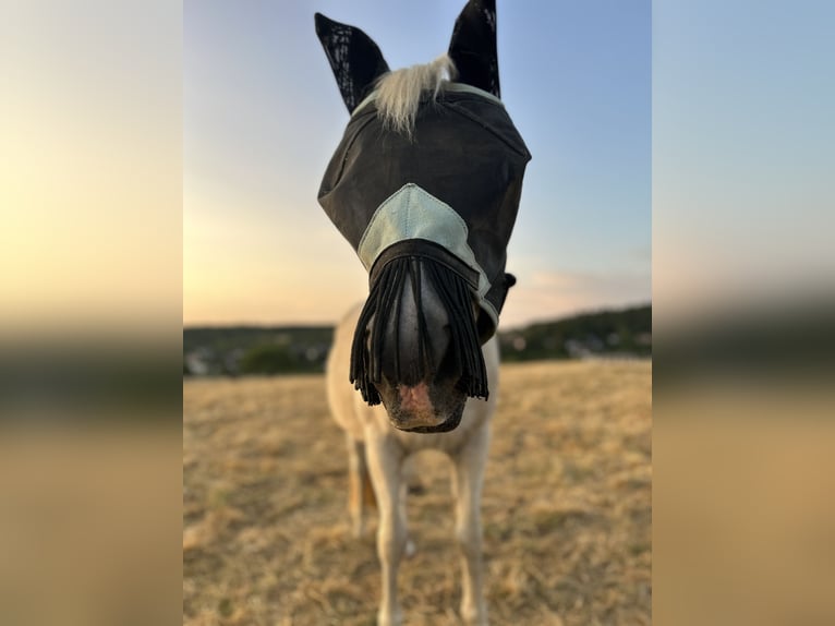 Deutsches Reitpony Wallach 21 Jahre 142 cm Schimmel in Wehrheim