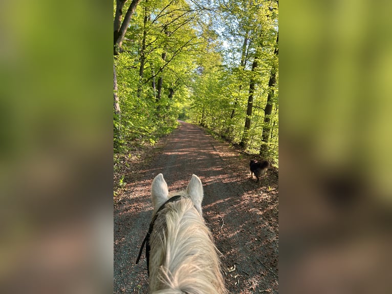 Deutsches Reitpony Wallach 21 Jahre 142 cm Schimmel in Wehrheim