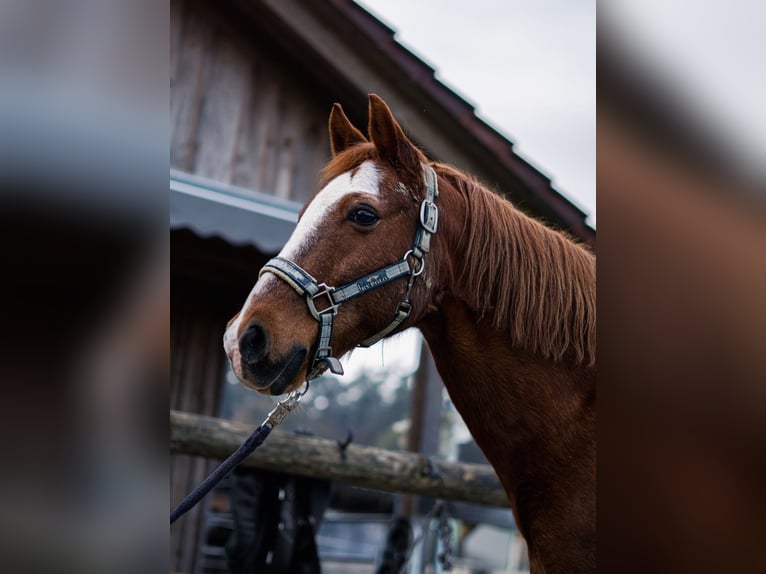 Deutsches Reitpony Wallach 21 Jahre 143 cm Fuchs in Friedrichshafen