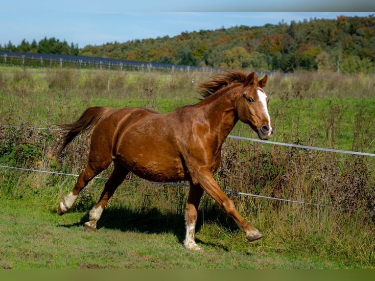 Deutsches Reitpony Wallach 21 Jahre 143 cm Fuchs in Friedrichshafen