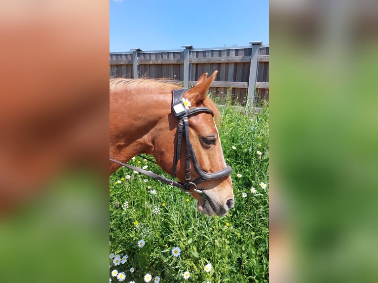 Deutsches Reitpony Wallach 21 Jahre 143 cm Fuchs in Friedrichshafen