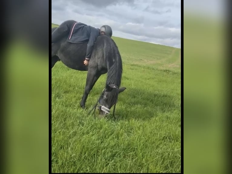 Deutsches Reitpony Wallach 21 Jahre 146 cm Braunfalbschimmel in Attenkirchen