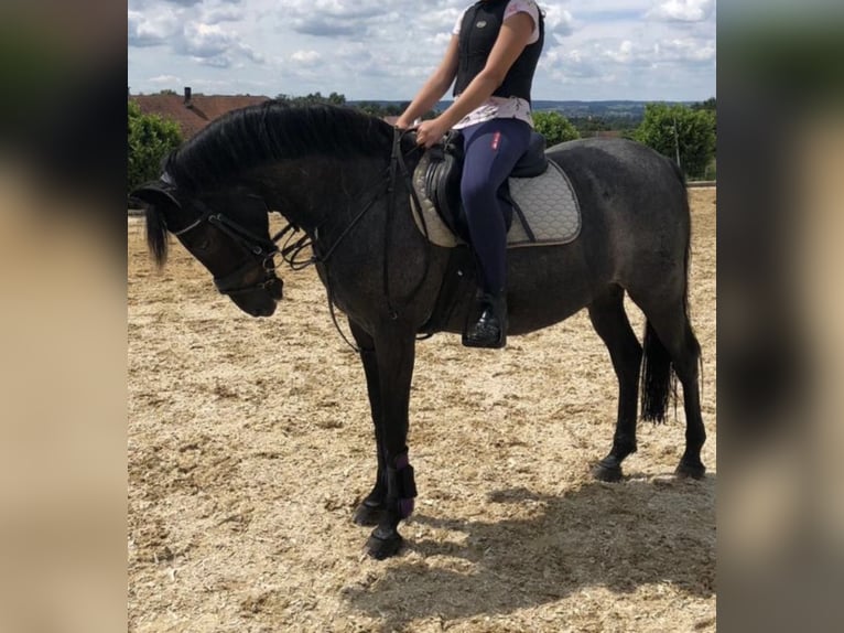 Deutsches Reitpony Wallach 21 Jahre 146 cm Braunfalbschimmel in Attenkirchen