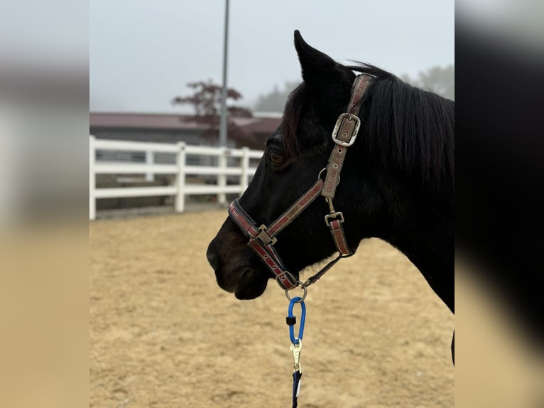 Deutsches Reitpony Wallach 21 Jahre 146 cm Braunfalbschimmel in Attenkirchen