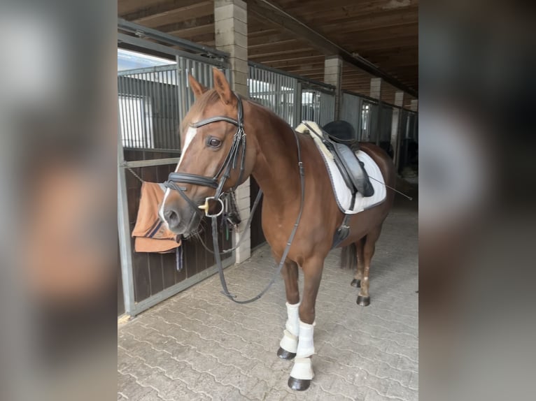 Deutsches Reitpony Wallach 21 Jahre 148 cm Dunkelfuchs in Rheinzabern Deutsches Reitpony Wallach 21 Jahre 148 cm Dunkelfuchs in Rheinzabern