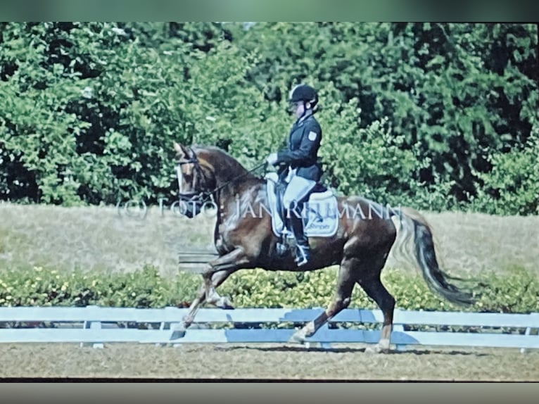 Deutsches Reitpony Wallach 21 Jahre 148 cm Dunkelfuchs in Rheinzabern Deutsches Reitpony Wallach 21 Jahre 148 cm Dunkelfuchs in Rheinzabern