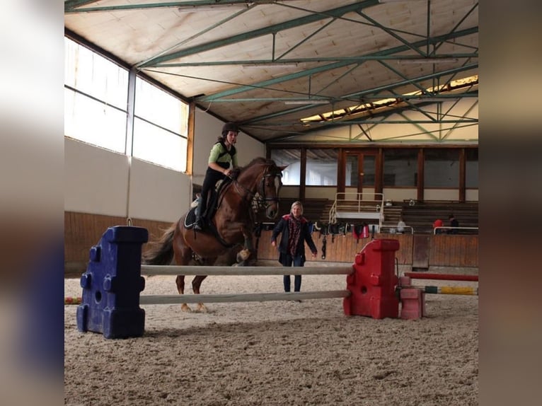 Deutsches Reitpony Wallach 21 Jahre 148 cm Dunkelfuchs in Rheinzabern Deutsches Reitpony Wallach 21 Jahre 148 cm Dunkelfuchs in Rheinzabern