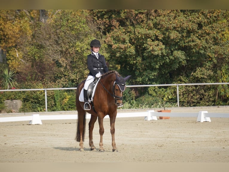 Deutsches Reitpony Wallach 21 Jahre 148 cm Dunkelfuchs in Rheinzabern Deutsches Reitpony Wallach 21 Jahre 148 cm Dunkelfuchs in Rheinzabern