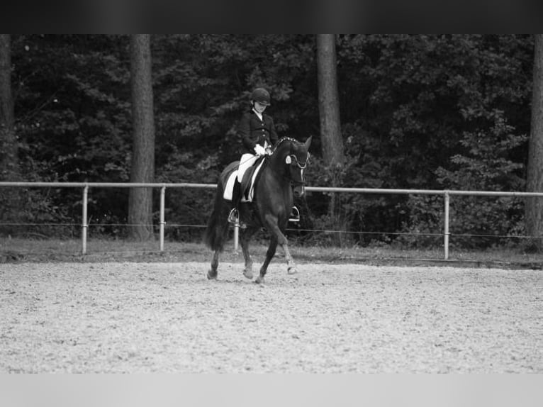 Deutsches Reitpony Wallach 21 Jahre 148 cm Dunkelfuchs in Rheinzabern Deutsches Reitpony Wallach 21 Jahre 148 cm Dunkelfuchs in Rheinzabern