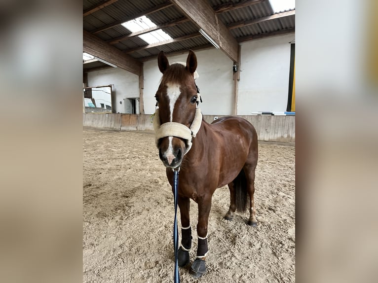 Deutsches Reitpony Wallach 21 Jahre 148 cm Dunkelfuchs in Rheinzabern Deutsches Reitpony Wallach 21 Jahre 148 cm Dunkelfuchs in Rheinzabern