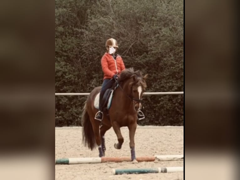 Deutsches Reitpony Wallach 21 Jahre 148 cm Dunkelfuchs in Rheinzabern Deutsches Reitpony Wallach 21 Jahre 148 cm Dunkelfuchs in Rheinzabern