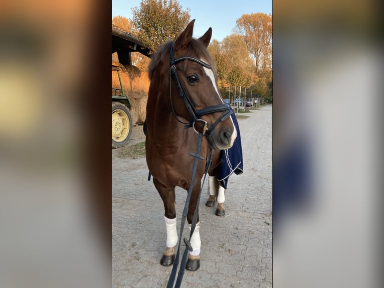 Deutsches Reitpony Wallach 21 Jahre 148 cm Dunkelfuchs in Rheinzabern Deutsches Reitpony Wallach 21 Jahre 148 cm Dunkelfuchs in Rheinzabern
