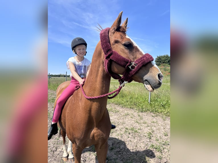 Deutsches Reitpony Wallach 21 Jahre 148 cm Fuchs in Bad Doberan